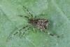 Episinus maculipes